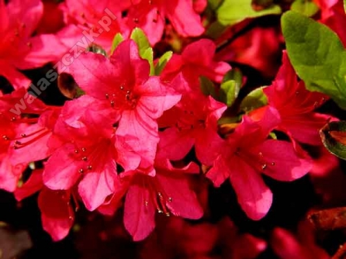 Azalia japońska 'Toreador'