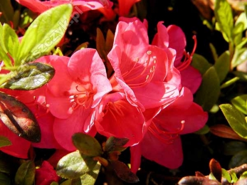 Azalia japońska 'Allotria'