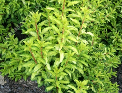Forsythia x intermedia 'Fiesta'