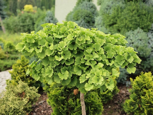 Ginkgo biloba 'Trol Pa'